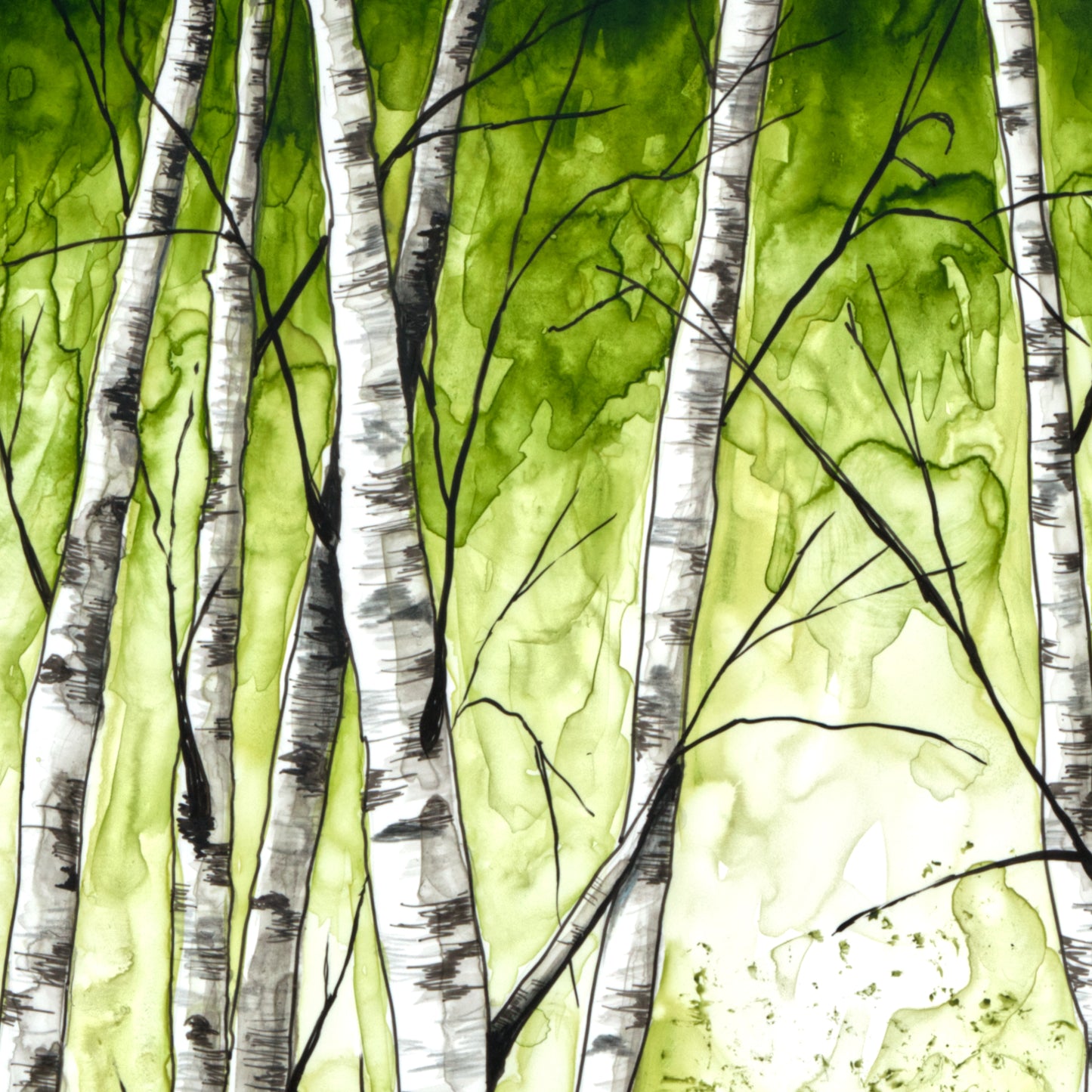 Birch Trees 1